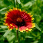 blanket flower